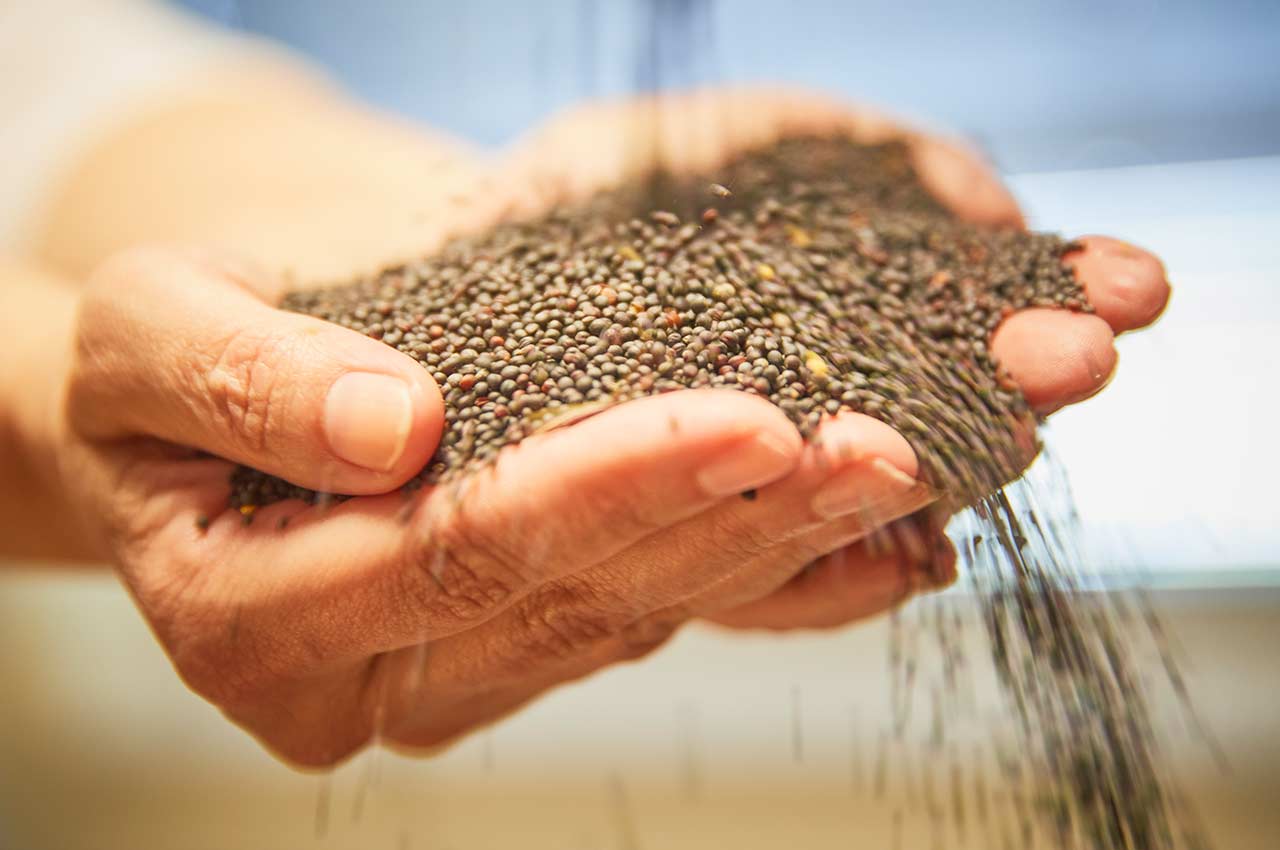 Hands holding rapeseed at the Ernst Rickermann Landhandel GmbH